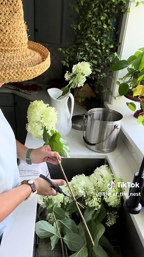 Limelight Panicle Hydrangea: The Ultimate Showstopper for Your Property