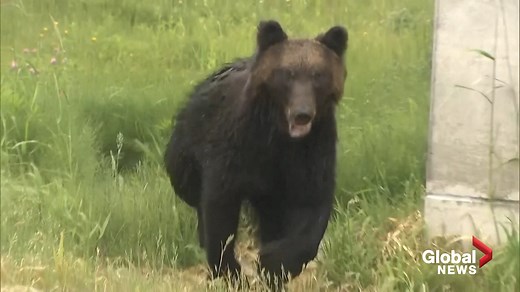 4 injured in wild bear attack in Sapporo, Japan