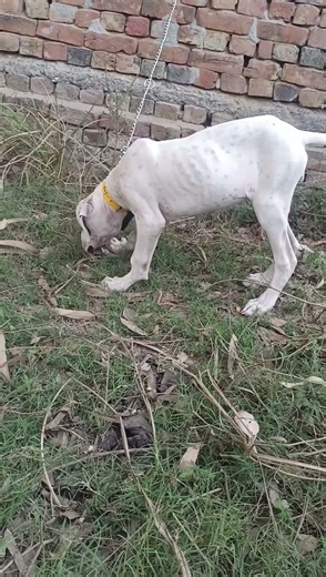 indian bully dog #indianbully