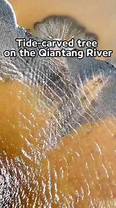 Tide-carved tree on the Qiantang River Witness the magic as the #QiantangRiver's tide recedes, revealing a breathtaking sight on the sandy shore -- a perfectly formed, tree-shaped pattern. Immerse yourself in this stunning natural masterpiece! | WE ARE CHINA