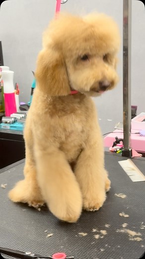 34 reactions | Bro got his first haircut ✨#brooklyndogs #petlovers #brooklyngrooming #nycgrooming #grooming #brooklyn #georgiansinbrooklyn #doggrooming #healthypets #nyc #poodle #poodlemix #poodlepuppy #poodlelife | Groomer Anna | Facebook