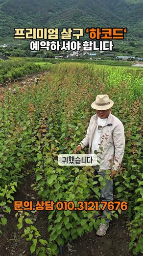 프리미엄 살구 '하코드' 예약하셔야 합니다#하코드#하코드살구#조생종살구#왕살구#하코드묘목#하코드살구묘목#경산하코드#경산갑을농원#갑을농원#경산살구묘목#살구농사#살구품종#프리미엄살구