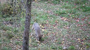 Natural reserve of wolves, Civitella Alfedena, National Park of Abruzzo, Lazio and Molise - Italy - Canis lupus italicus, Italian Appennine wolf. Wild animals, wolves in wilderness eating his prey.