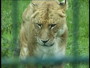 Tiger and Lion (Liger)