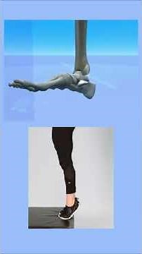 Anatomy and radiology of the ankle - part 1