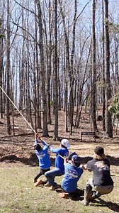 Bringing them down 👀 Get all the action from this job in the comments… #treeservice #treeclimber #treefelling | John Seaman