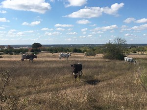 Liberty Hill Longhorns - SeeLonghorns.com