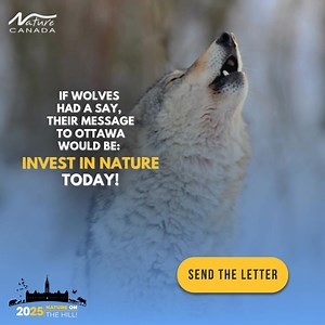 Canada's nature is in crisis. Tell your MP to act now and protect our wildlife and ecosystems. | Nature Canada