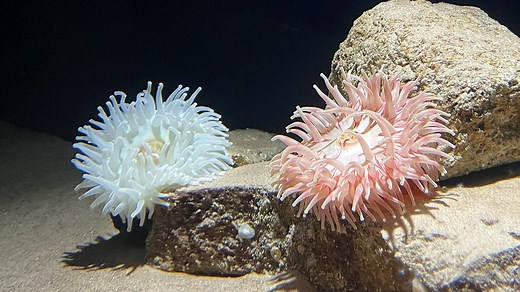 Anemone de mer : taille, description, biotope, habitat, reproduction
