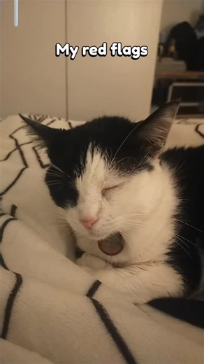 My cat's red flags ✌🏻 #fyp