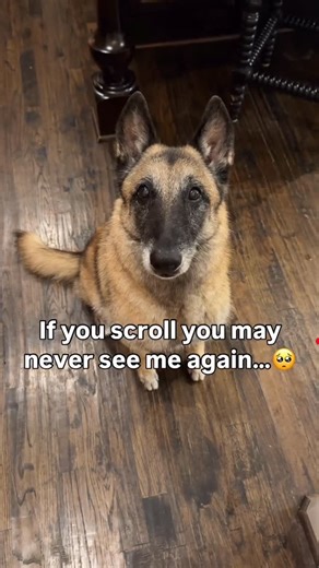 Maplethebelgian1 | Will you be Maples friend? 🥺 #dogs #dogsofinstagram #dog #puppy #dogstagram #doglover #dogoftheday #doglife #doglovers #instadog #pets... | Instagram