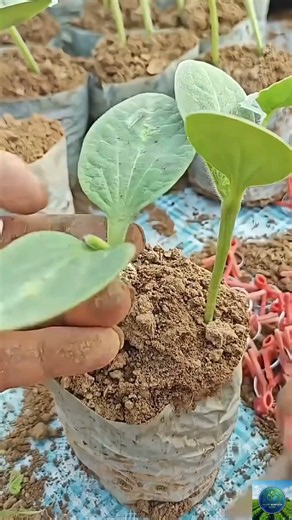 Genius Plant Propagation Hacks: Tree Drill Grafting & Young Seedling Clip #agritech #farming #viral