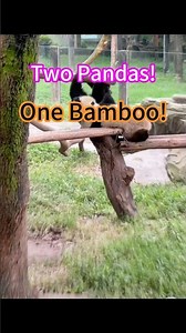 Two Pandas,One Bamboo! The Cutest Fight You’ll Ever See!#panda #ipanda #PandyAndMandy #Ourbabypandas