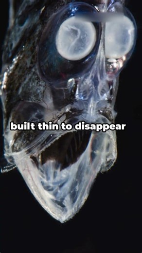 This Fish is a Literal GLITCH... 👻