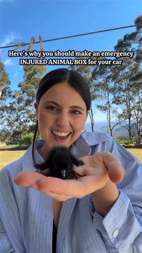 ✩ Bree Maddison ✩ on Instagram: "This lil guy is exactly why you should have an emergency “injured animal box” in your car 🥺❤️‍🩹 My brother-in-law was the one who gave us this box for our car & I thought it was the most thoughtful idea. Here’s what’s in it: 🦘 a secure, ventilated box like a cardboard box or a covered cage 🐨 towels 🐥 gloves 🐢 a safety / first aid kit 🐰 a local wildlife number to call for help In normal circumstances, wildlife is better left untouched (unless they’re found 