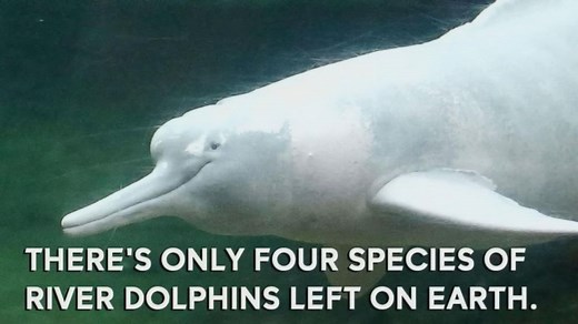 Scientists Uncover Dolphin Fossils That May Provide Hints to Ancient Sea Level Rise