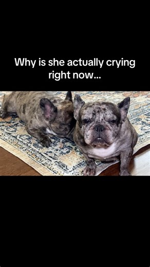 Why is my dog actually crying… 😭