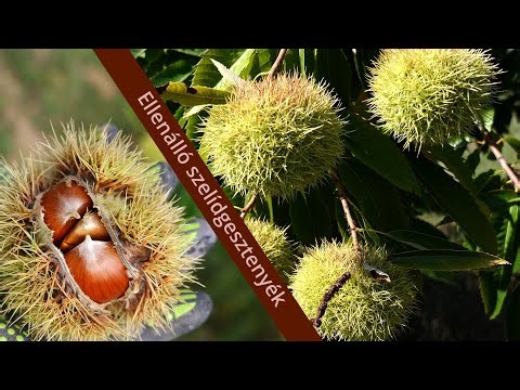 🍂🌰Eurázsiai hibrid szelídgesztenyék termesztése🍂🌰
