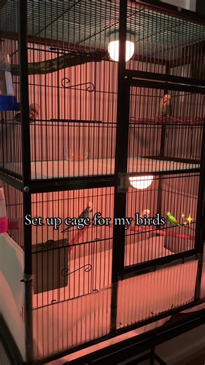 Creating a Parakeet Paradise: Cage Setup Guide