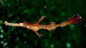 Robust ghost pipefish - Alchetron, The Free Social Encyclopedia
