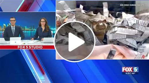 Long-tailed weasel returns to the wild after surviving snap trap - NewsBreak