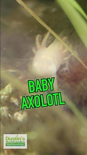 Baby Axolotl