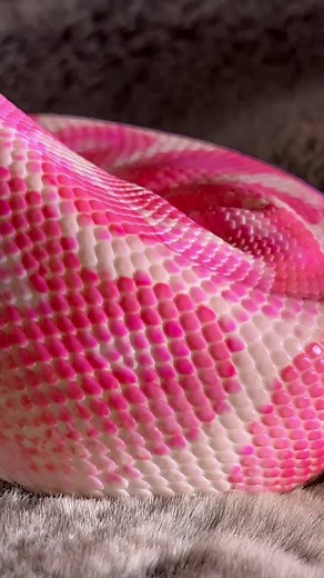 Pink Snake Enclosure and Python Pet: Cute Reptile in Hot Pink
