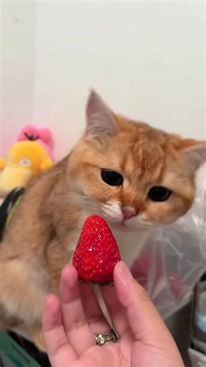 Cute, Sweet & Adorable Kittens🧸😻💕 #cat​ #cute​ #cats​ #kitten