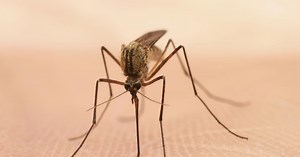 World's first malaria vaccine approved