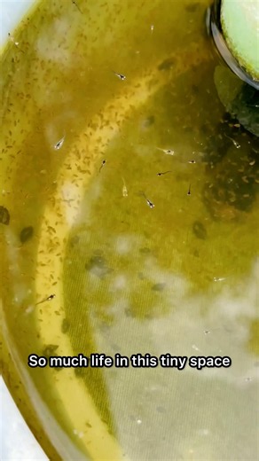 Baby Fish and Live Foods Miyuki Medaka on Site! #aquariumfish #petfish #aquariumaddict