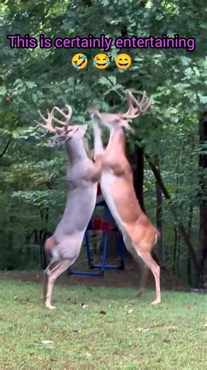 Do Bucks only fight for mating right? #deer #animalfacts #wildlife