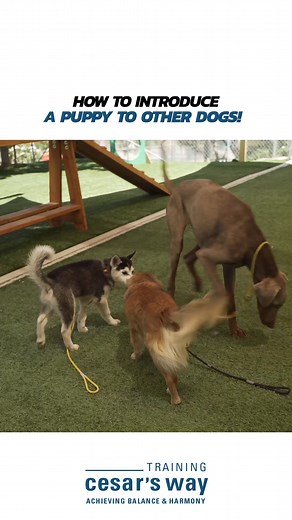 Introducing a Puppy to Other Dogs: Tips and Techniques