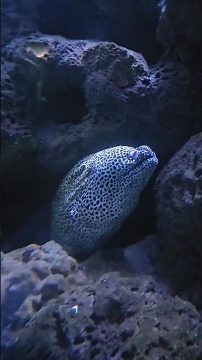 Zoo Animals Compilation – Fun and Wild Moments! 🦒🐍