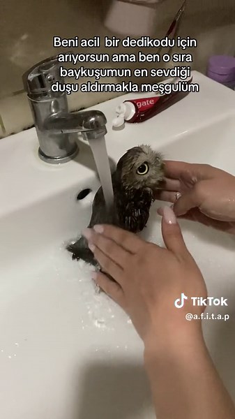 Evde Baykuş Beslemek ve Bakımı