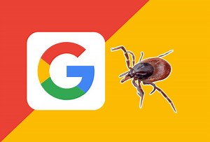 Googling tick information helps scientists, new paper says - The Weather Network