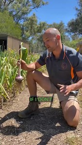 It’s no joke, you’ve got to time that Garlic harvest this time of year if you want garlic that lasts! | Grow Resilience