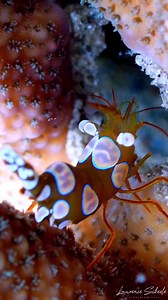 It's a shrimps life 🦐 In the depths of coral reefs, a hidden world unfolds. Where tiny critters dance, in colors bright and bold. Peer closely into corals, anemones, and in between gaps, because in every nook and cranny, life is found. Featuring: 1. Sexy Shrimp 2. Peacock Tail Anemone Shrimp 3. Green Coral Shrimp 📽 snorkeldownunder 📍 Magnetic Island | Master Reef Guides