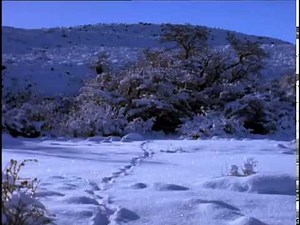 Puma. The Lion of the Andes - National Geographic - Part 2