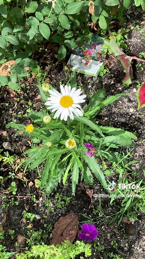 Ultimate Daisy Growing Guide: Tips for Successful Cultivation