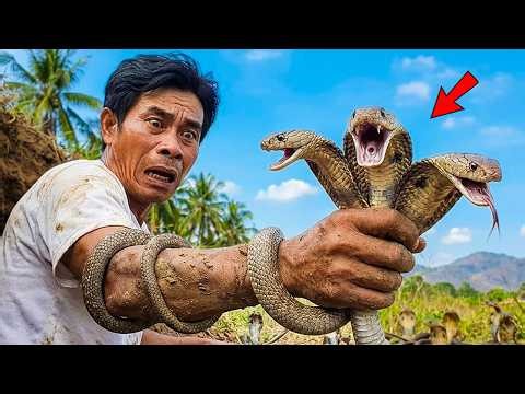 24H Survival Adventure | 30+ Venomous Snakes Caught