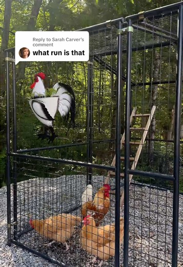 Ideas for Building Your Backyard Chicken Coop