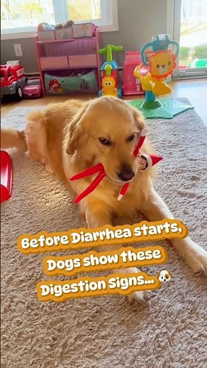 Early Signs Your Dog Isn’t Digesting Food Properly 🐶