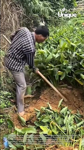 Turmeric harvest: harvesting turmeric in the field