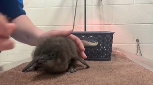 Camden's Adventure Aquarium welcomes Little Blue Penguin