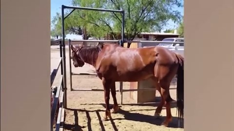 Amazing People and Animal Escapes | Funny Fails Compilation