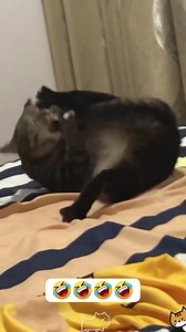 181K views · 4K reactions | Cat vs their tail 藍 #fypシ #cuteanimals #catsoftiktok #funnyanimals #funnypets | Pets & Cats | Facebook