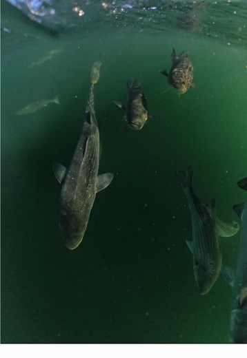 Underwater Fishing Camera Captures Massive Schools of Fish