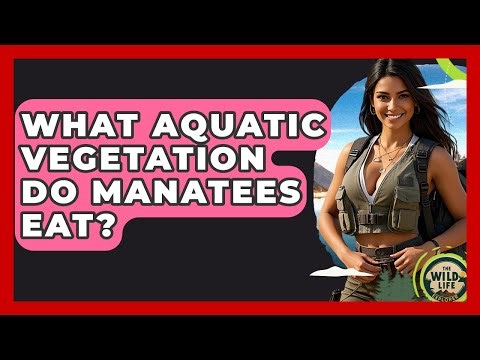 What Aquatic Vegetation Do Manatees Eat? - The Wild Life Explorer