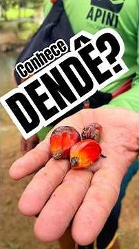 DENDÊ, VOCÊ CONHECE? #dende #itacaré #turismo #bahia #culinariabrasileira #brasil