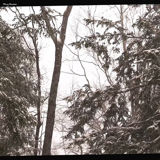 A Year in the Wilderness Off Grid and Self Reliant in a Log Cabin | House Mountain Nature